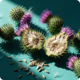 Milk Thistle
