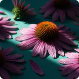 Echinacea Purpurea
