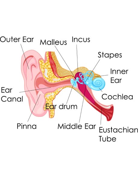 ear's anatomy