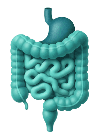 Gut health illustration
