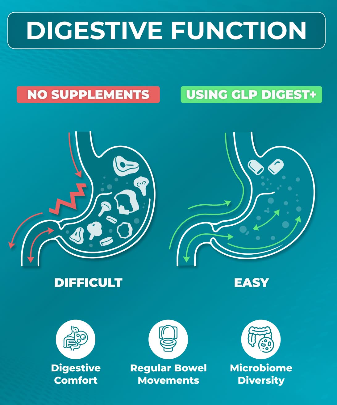 Digestive Function