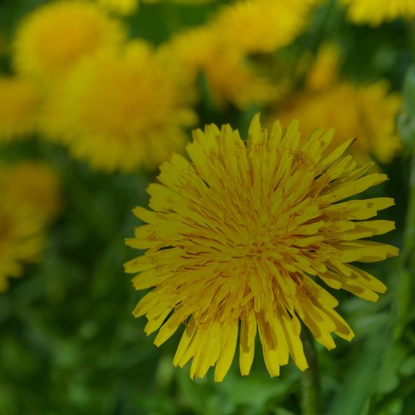 Dandelion