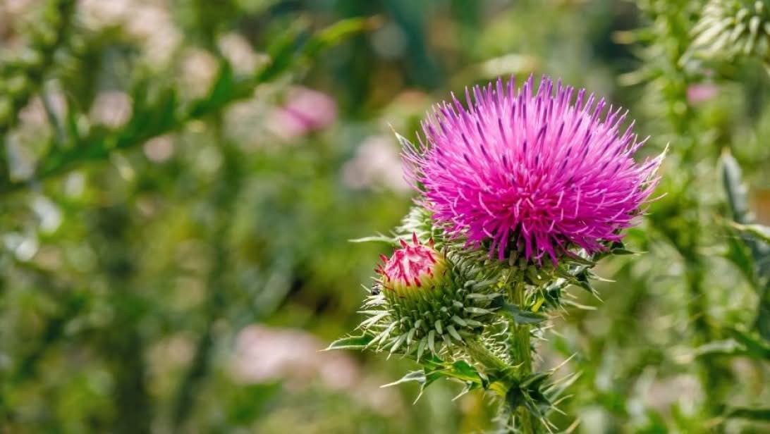 Milk Thistle
