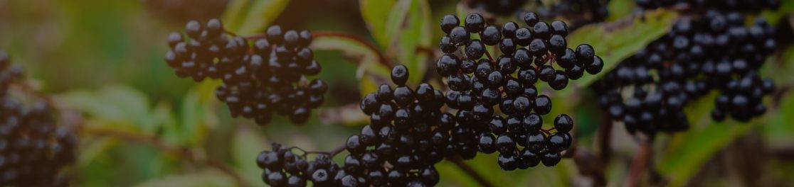 Elderberry Extract