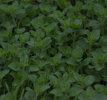 Oregano