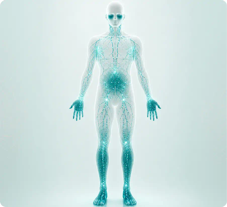 Illustration of the human lymphatic system